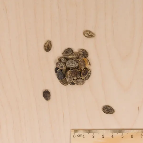 Potagères - Pastèque Charleston Gray - Cuisine du Monde - MEDIA_3D